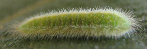 Larvae